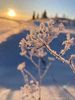 Поздравляем Lvёнок с днем рождения  - Травинка.jpg
