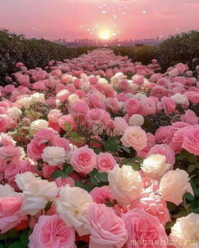 Поздравляем Марусенок с днем рождения  - 8a2a4957a4cf30bbcb2773c22cdf245a.jpg