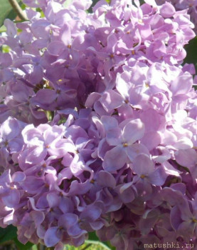 Поздравляем Lvёнок с днем рождения  - IMG_20260201_143245_691.jpg