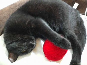 Любимая кошатинка  - IMG_20260205_222246.jpg