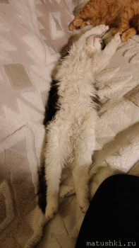 Любимая кошатинка  - IMG20260204181538.jpg