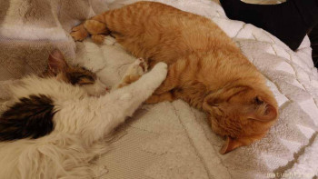 Любимая кошатинка  - IMG20260204182156.jpg