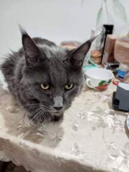 Любимая кошатинка  - IMG_20260205_205413_355.jpg