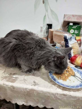 Любимая кошатинка  - IMG_20260205_205455_062.jpg