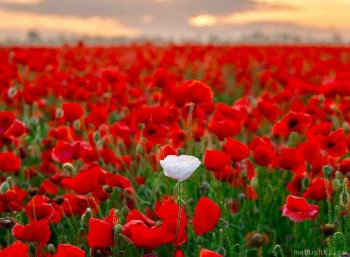 Поздравляем Журавушку с Днём рождения  - AL5XYNvaVrsqQ-z6Rr2YsWwQHPskTu2F6IVOOsLJvBM4BsjOUojXLV4urOaZ5ZHhA6cTih_C438ViYoGeZPEoEAs.jpg