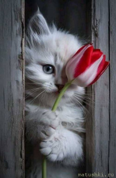 Факел, с днем рождения  - JhrSjb8KPvA.jpg