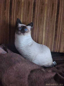 Любимая кошатинка  - 20260201_094814.jpg