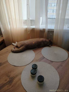 Любимая кошатинка  - IMG20260217135327.jpg