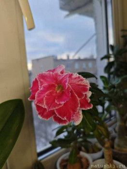 Орхидеи. - IMG_20260101_152430.jpg