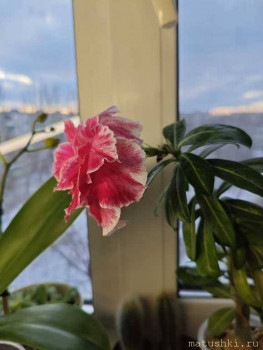 Орхидеи. - IMG_20260101_152424.jpg