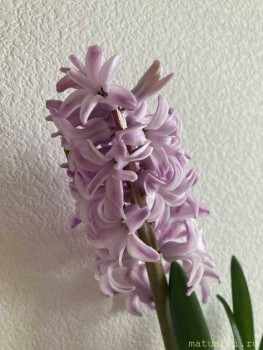 Наши цветы 2 - IMG_5128.jpeg