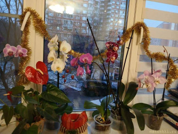 Наши цветы 2 - 20251224_084042.jpg