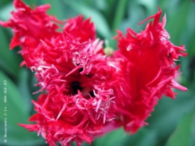 Исполнитель желаний - 8f1e218318cc3ed2d81063085c09b1f7.jpg