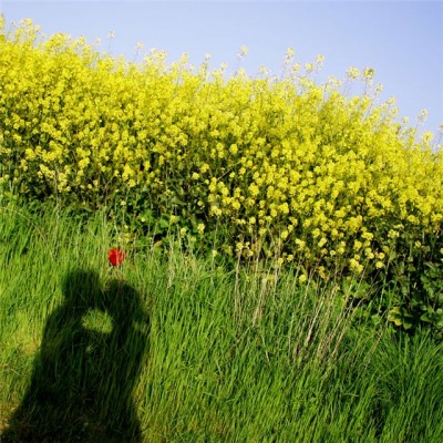 Исполнитель желаний - 3.jpg