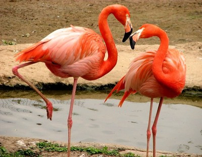 Исполнитель желаний - Копия Копия 2672498.jpg