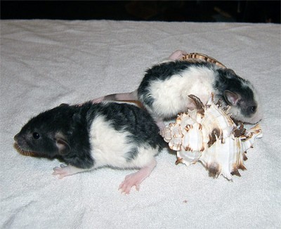 Моя крысуня Ника (дамбо рекс черный капюшон) в детстве (на переднем плане) и ее сестренка рядом.