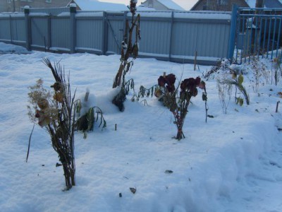 А что у нас с погодой? - S8306012.JPG