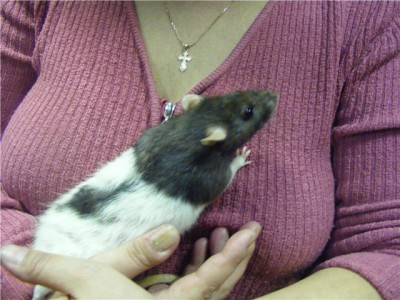 Крыса - в каждый дом  - Капюшонка с лестницы 1.jpg