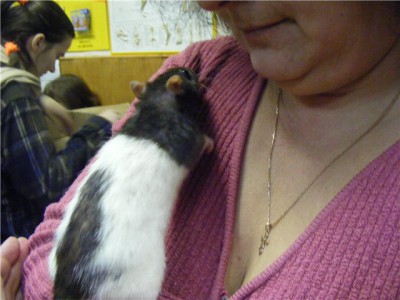 Крыса - в каждый дом  - Капюшонка с лестницы 2.jpg