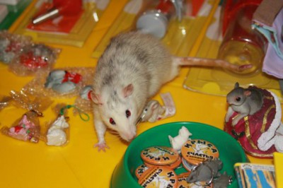 Крыса - в каждый дом  - Мальчик окраса хаски.jpg