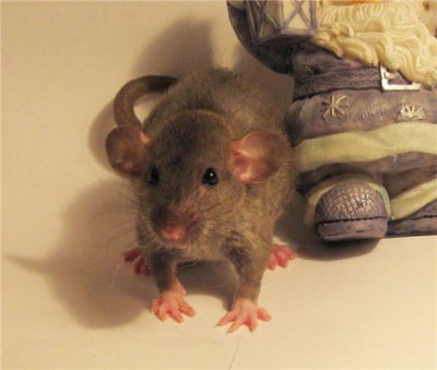 Крыса - в каждый дом  - Малыш дамбо.jpg