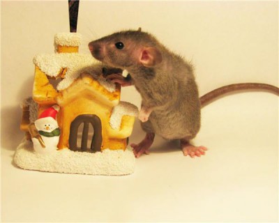 Крыса - в каждый дом  - Малыш_Дамбо.jpg