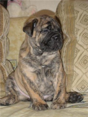 Придется завести собаку... - Плюша-лапуша!.jpg