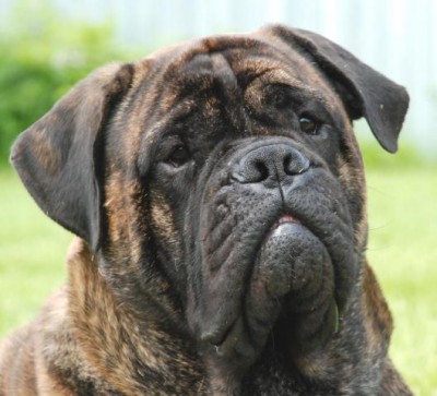 Придется завести собаку... - Морис морда 2г.jpg