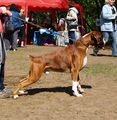 Придется завести собаку... - 1.jpg