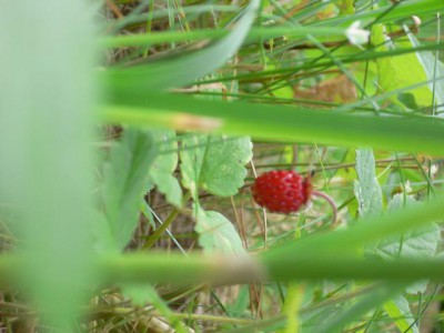 Красота мира - отражение Бога - P1020568.JPG