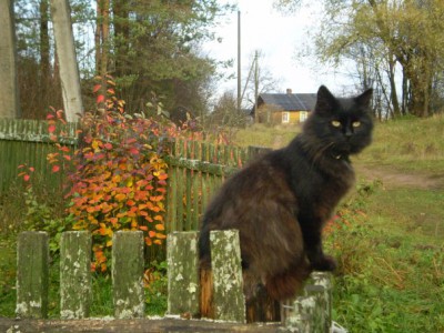 ну чем не сказочный кот- Баюн!