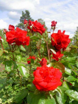 Красота мира - отражение Бога - x_71e7775b.jpg