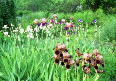 Красота мира - отражение Бога - x_bbe1d9e7.jpg