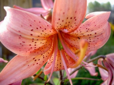 Красота мира - отражение Бога - x_390bfe94.jpg