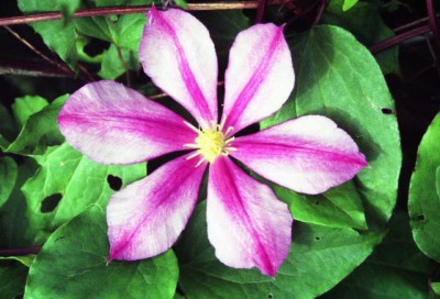 Красота мира - отражение Бога - img440.jpg