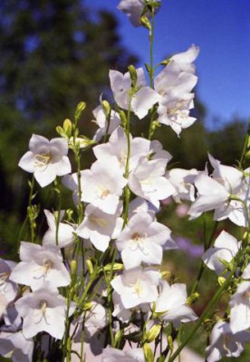 Красота мира - отражение Бога - img443.jpg