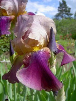 Красота мира - отражение Бога - Изображение 003.jpg