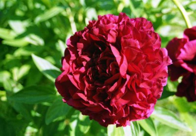 Красота мира - отражение Бога - img447.jpg