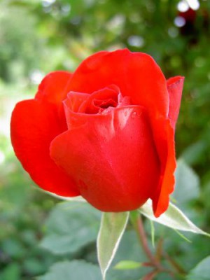 Красота мира - отражение Бога - Изображение 099.jpg