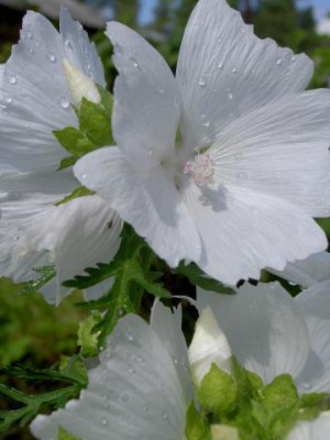 Красота мира - отражение Бога - Изображение 083.jpg