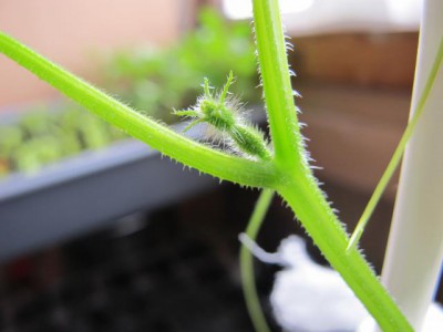 Re: Шьём, марки собираем, гвозди забиваем: автор - МатьМаш - IMG_0215.JPG