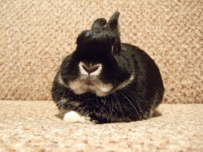 Кролики - DSCF0800.jpg