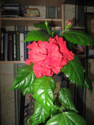 Re: Наши цветы - 116.JPG