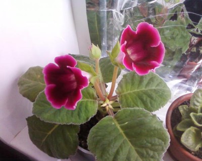 Re: Наши цветы - Фото-0002.jpg