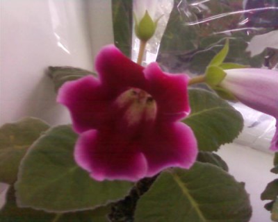 Re: Наши цветы - Фото-0005.jpg