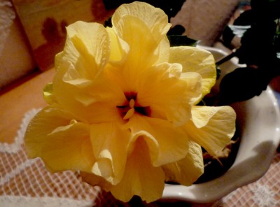 Re: Наши цветы - гиб.jpg