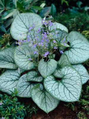 бруннера Джек Фрост