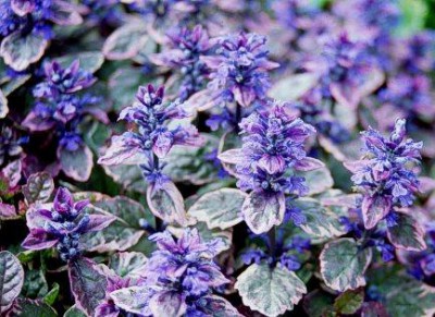 живычка ползучая или Аюга