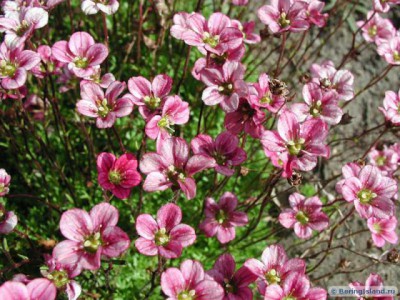 Re: Наши цветы - камнеломка командорские острова.jpg