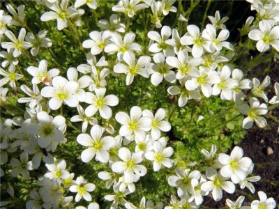 Re: Наши цветы - камнеломка андерса.jpg